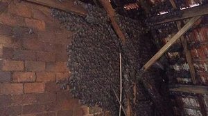 Dyessica Machado / Divulgação SMAMS PMPA