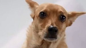 Reprodução / Twitter