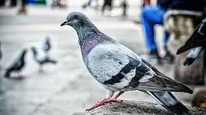 Animais podem transmitir várias doenças | Pexels