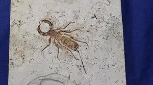 Fóssil do período Cretáceo apreendido em 2013 e devolvido pela França ao Brasil | Foto: Reprodução/Geopark Araripe