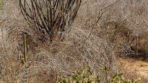 Imagem Baixa umidade do ar deixa 13 municípios alagoanos sob alerta de perigo