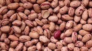 Foto: Reprodução/Pixabay