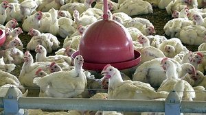 Arquivo/Agência Brasil