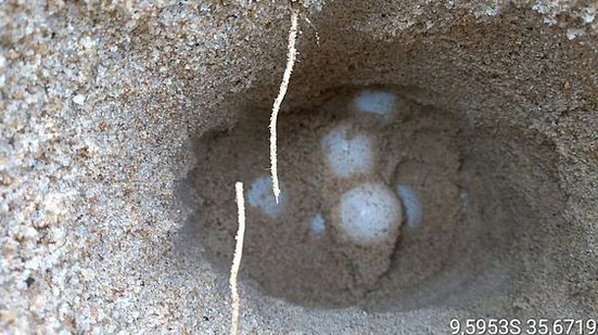 Foto: Cortesia / Instituto Biota