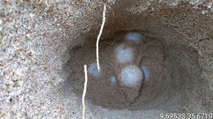 Foto: Cortesia / Instituto Biota