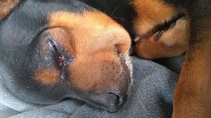 Imagem Cão é picado por cobra quando tentava proteger o dono