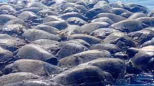 Defesa Civil de Oaxaca