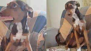 Imagem Cadela furta dentadura e é flagrada com “novo sorriso”