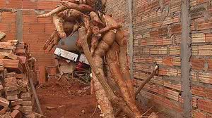 Foto: Reprodução/TV Anhanguera