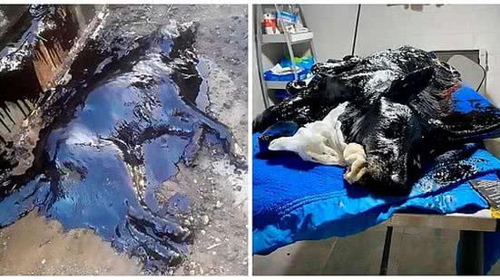 Imagem Cão totalmente coberto de piche é salvo após alerta de outros animais