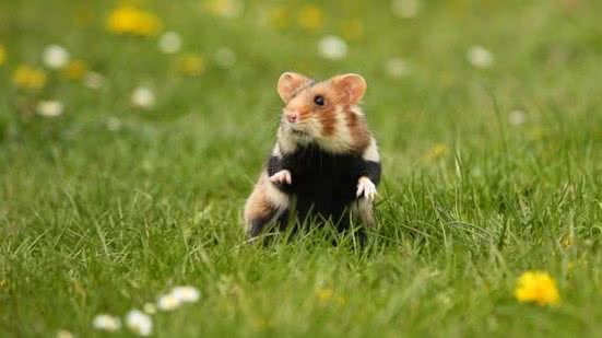 Mulher não resistiu ao ferimento causado pela mordida do roedor | Foto: Freepik