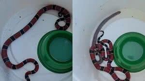 biologo.christian / Instagram