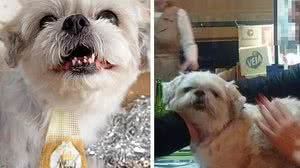 Imagem Jovem relata sumiço de cachorro na internet e descobre que cão estava em bar