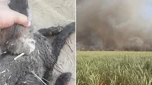 Foto: Divulgação/CBM-MG