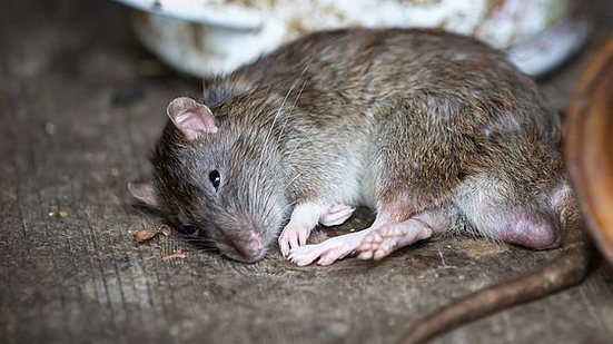 Imagem meramente ilustrativa | Pixabay