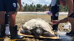 Divulgação/Instituto Biota