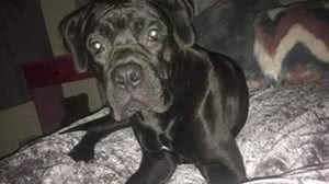 Divulgação / Shantelle Owens