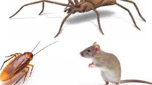 Imagem Conheça a planta que vai afastar ratos, baratas e aranhas de sua casa