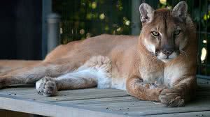 Skeeze/Creative Commons