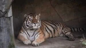 Foto: Divulgação/Columbus Zoo and Aquarium