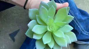 Reprodução / Facebook