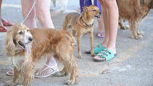 Fabio Rodrigues Pozzebom / Agência Brasil