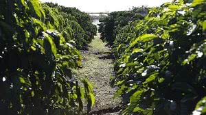 Foto: Valter Camponato / Agência Brasil