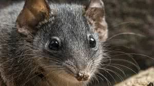 Foto: Reprodução/GARY-CRANITCH