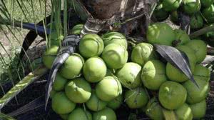 Imagem Jovem morre eletrocutado enquanto trabalhava em plantação de coco