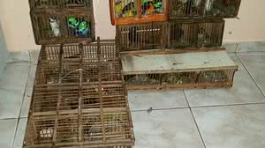 Aves foram resgatadas por equipe | Cortesia ao TNH1