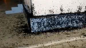 Reprodução / Gazeta 5