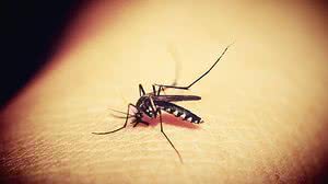 Foto: Reprodução/Pexels