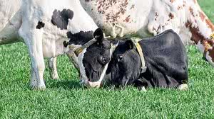 Imagem ilustrativa | Pixabay