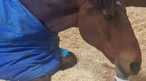 REPRODUÇÃO/MEYERSIDE POLICE MOUNTED SECTION