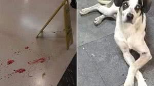 Imagem Cão morto em SP : supermercado terá que pagar R$ 1 mi para cuidados de animais