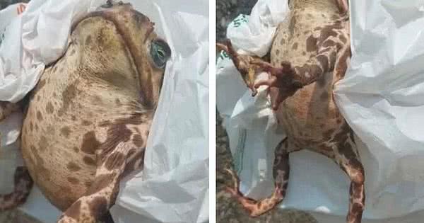 Vídeo: sapo-cururu é encontrado com a boca colada no interior de SP