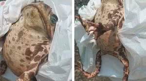 Foto: Reprodução/Apiaienses Bravos