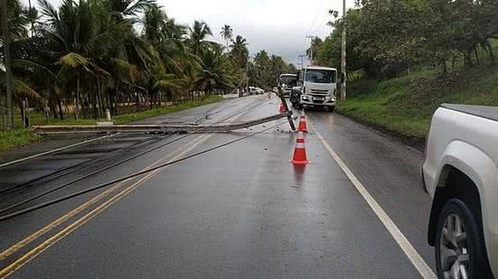Imagem Rodovia AL-101 é liberada após coqueiro cair e derrubar fiação no Litoral Norte