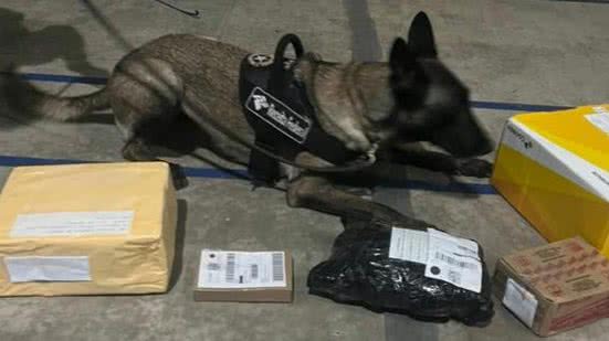 Em Maceió, Receita Federal apreende cocaína líquida, anabolizantes e outras substâncias proibidas | Foto: Cortesia / Receita Federal