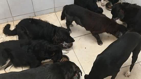 Três cães foram encontrados mortos no domingo e outrs dois nesta quinta | Foto: Cortesia ao TNH1