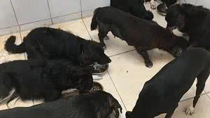 Três cães foram encontrados mortos no domingo e outrs dois nesta quinta | Foto: Cortesia ao TNH1