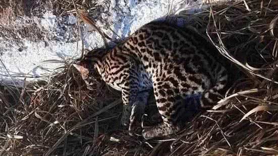 Animal foi atropelado na noite dessa quarta-feira (29/6), fugiu e foi encontrado na manhã desta quinta (30/6) | Foto: Divulgação/CBMMG