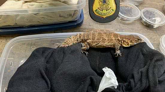 Divulgação / Ibama