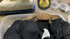 Divulgação / Ibama