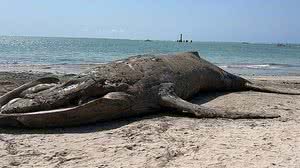 Imagens: Instituto Biota