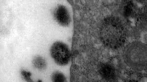 Foto: Reprodução/Fiocruz