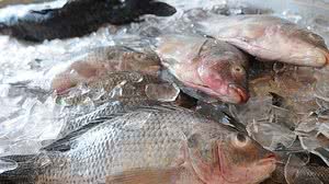 Reprodução/De Fato Online