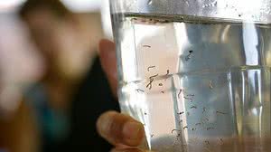 Durante os dois dias de mobilização, centenas de agentes de sáude, voluntários, supervisores e gestores pretendem fazer 24 mil visitas | Foto: Fabio Rodrigues Pozzebom / Agência Brasil