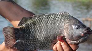 Reprodução/Aquishow