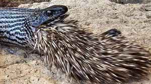 Foto: Autoridade de Parques e Natureza de Israel
